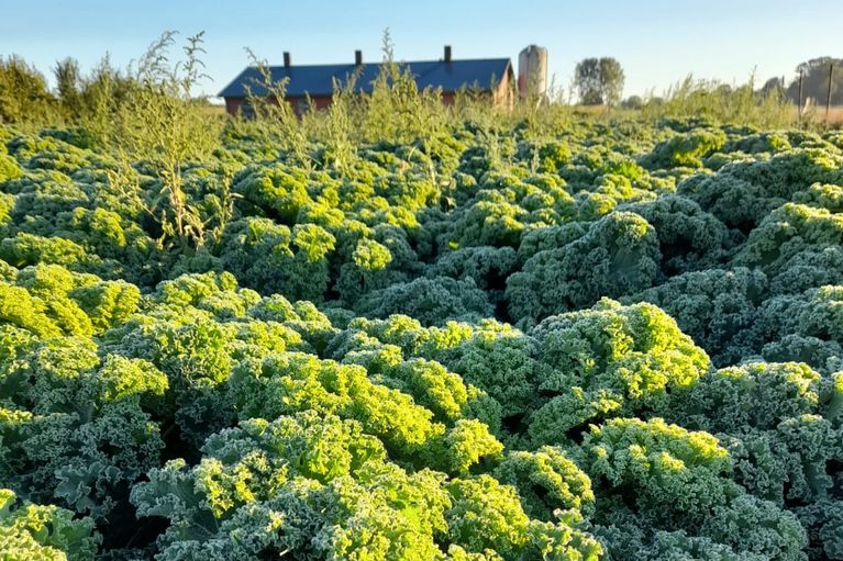 Erdbeeren auf dem Feld