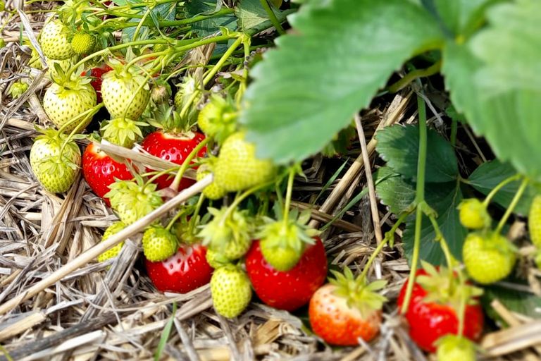 Erdbeeren auf dem Feld